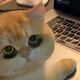 Administrator's avatar